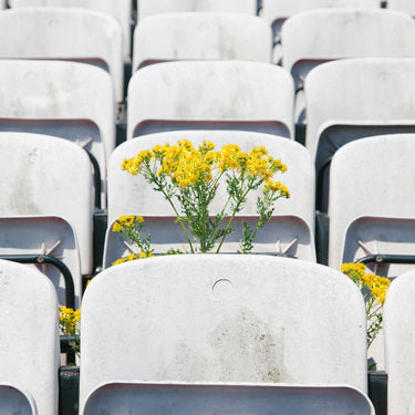 Print – Terrace in Bloom (Ireland)